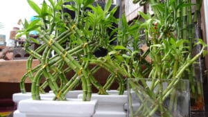 Bambu da Sorte: Como Cultivar Em 6 Passos