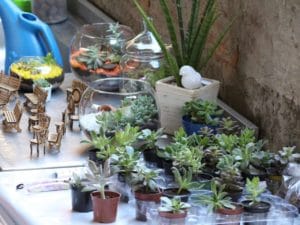Suculentas: 18 Dicas para Cuidar e Montar o Seu Jardim