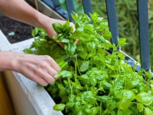 Ervas cultivadas em apartamentos