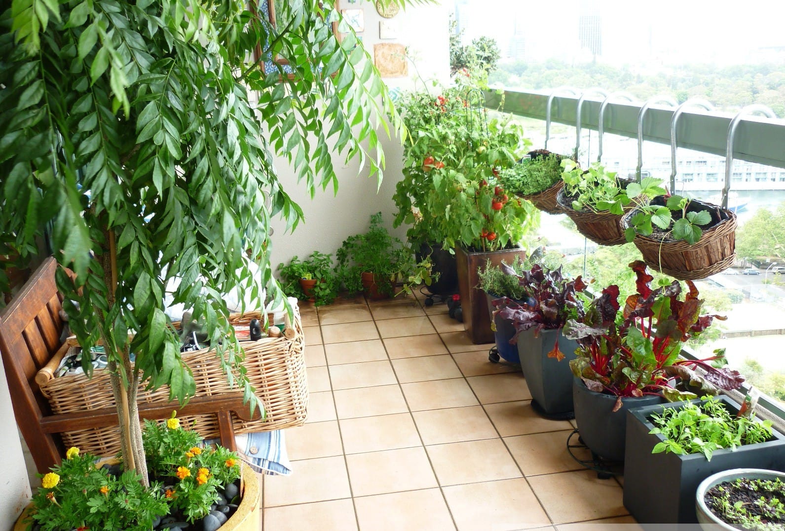 Cultivando na varanda