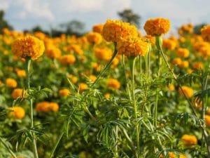 TAGETES – Conheça a Planta de Crescimento RÁPIDO