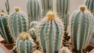 12 Curiosidades de Cactos: Descubra tudo sobre eles