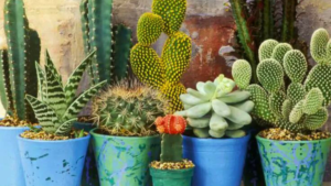 Cactos e Suculentas – 3 Dicas Importantes