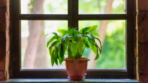 Luz Indireta Brilhante- Qual Efeito para as plantas?