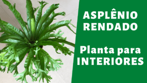 Asplênio Rendado: Uma Planta para Interiores