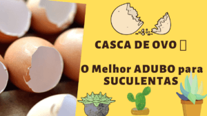 O Melhor Adubo para Suculentas 🥚 Casca de Ovo
