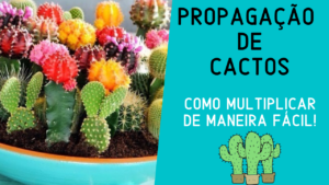 Propagação de Cactos: Como Multiplicar de Maneira Fácil!