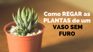 Vaso Sem Furo: Aprenda Regar as Plantas do jeito Certo