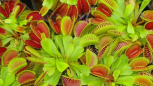 Dioneia Muscipula – Conheça a Mais Famosa Planta Carnívora