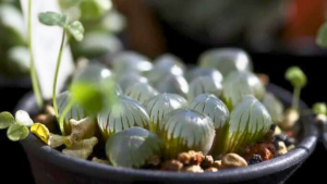 Haworthia Cooperi: Conheça a Suculenta que parece uma Jóia