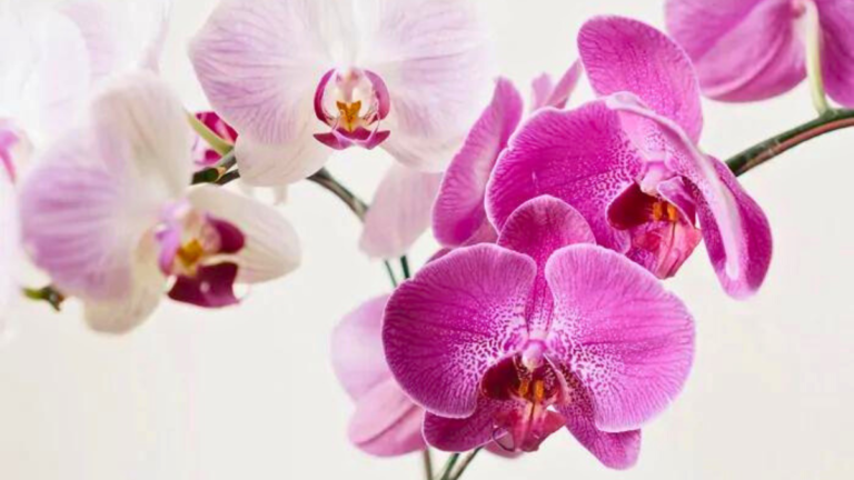 Como Cultivar Orquídeas – Guia Definitivo para Você