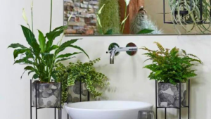 Plantas para Banheiro: Conheça 10 Tipos para Usar