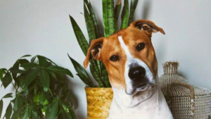 Plantas Tóxicas: Conheça 8 Tipos e como Evitá-las