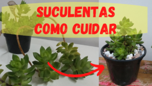 Como Cuidar de Suculentas – Veja como Fazer a Manutenção!