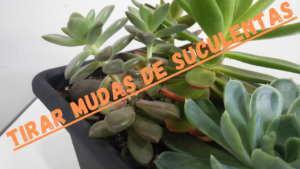 Como Tirar Mudas de Suculentas Já Formadas: Método Fácil!