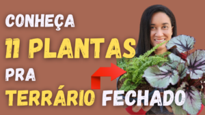 Conheça 11 Plantas de Terrário Fechado: Monte o Seu!