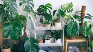 Desvende o Segredo 11 Plantas de Dentro de Casa
