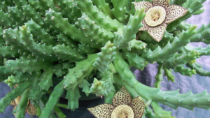 Suculenta Orbea! Se Surpreenda com essas 6 Super Dicas!