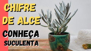 Suculenta Chifre de Alce: Guia Completo sobre esta Planta!