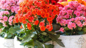 Kalanchoe: 6 Dicas Super Top sobre essa Suculenta!