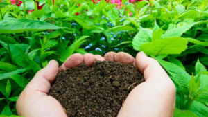 Composteira Orgânica: 4 Idéias Para Começar a sua