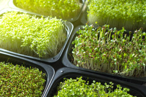 MICROGREENS | 10 Razões para Cultivar em Casa