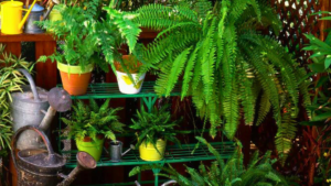 SAMAMBAIAS: 24 DICAS PARA Aprender A CULTIVAR