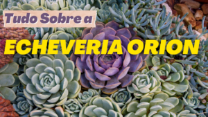 ECHEVERIA ORION – Tudo sobre essa SUCULENTA e Como Cuidar