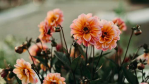 8 SEGREDOS DAS FLORES para ter um Jardim Muito Mais Florido