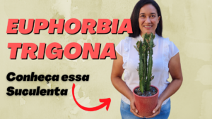 EUPHORBIA TRIGONA – Saiba Tudo sobre esta Suculenta