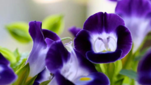 Jardins: Descubra 17 Fatos Surpreendentes sobre eles