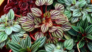PEPERÔMIAS: GUIA COMPLETO nº 1 sobre essas Plantas