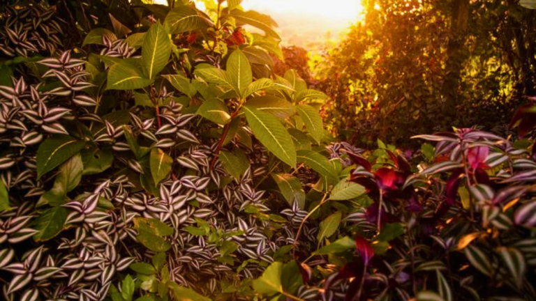 Conheça as 12 PLANTAS RARAS do Mundo