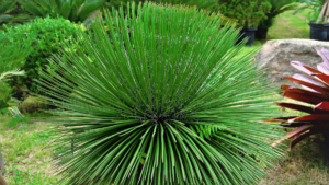 TUDO SOBRE A AGAVE GEMINIFLORA OU AGAVE PALITO