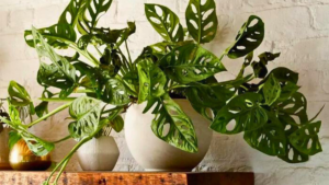 PLANTAS DE INTERIOR – Conheça 7 CORES para Complementar