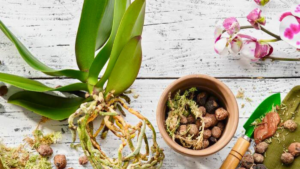 7 Sinais Para Trocar A Planta De Vaso
