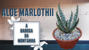 Saiba Tudo Sobre a Aloe Marlothii Babosa Da Montanha