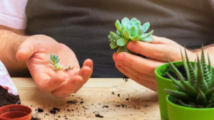 Conheça as 4 Suculentas Mais Difíceis de Cultivar