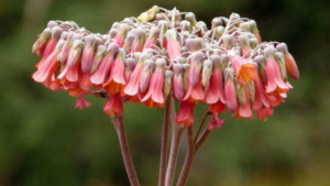 KALANCHOE DELAGOENSIS – Como Cultivar esta Linda Suculenta