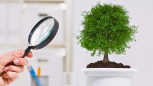 Como Identificar As 16 DOENÇAS DE PLANTAS De Casa