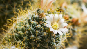 11 CACTOS PARA INICIANTES – Fáceis De Cuidar!