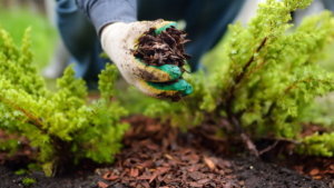 MULCHING: Conheça 7 Palhinhas Protetoras para suas Plantas
