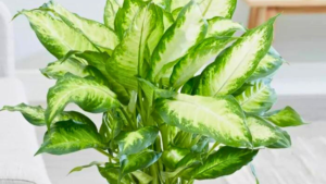PLANTA DE INTERIOR 10 Lindas para Cultivar