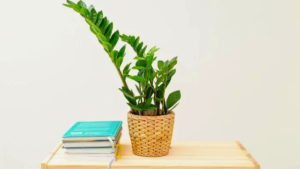 Conheça As 6 Plantas “Tendência Do Momento”