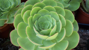 16 Suculentas Gigantes e seus Nomes: As incríveis Gibbifloras!