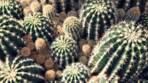 Como Cuidar de Cactos: Tenha Muito Sucesso no Cultivo