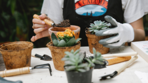 Descubra 6 Suculentas que dão Flores Lindas!