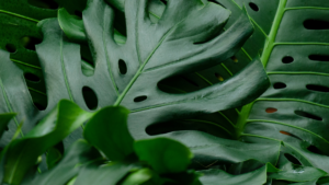 FILODENDRO – 7 Dicas Ótimas e Simples Para Cultivar Corretamente