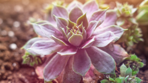 8 Suculentas de Fácil Cultivo: Comece Agora a Coleção!