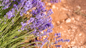 Benefícios da Lavanda: Conheça 9 Incríveis Destaques!